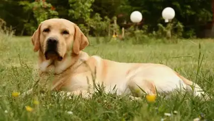 სურსათის სააგენტო ძაღლების კრემაციას უარყოფს